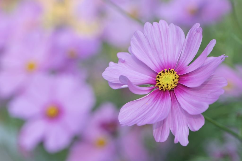 How can we know whether we have grown or made progress in studying Buddhism and meditation?