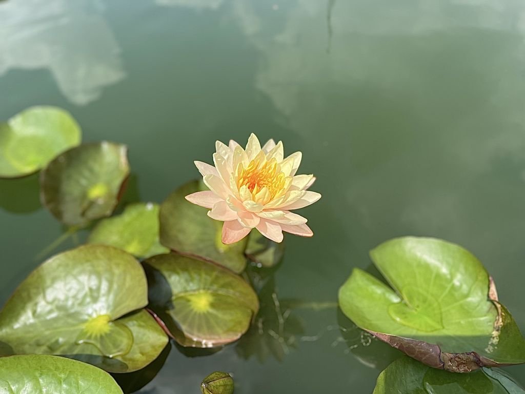 What are the main differences and similarities between the different categories of precepts, from upholding the “Five Precepts” when taking refuge in the Three Jewels to the “Bodhisattva Precepts” which are the cradle of Buddhas of past, present, and future? Which perspective of the precepts should we adopt to view seated meditation?