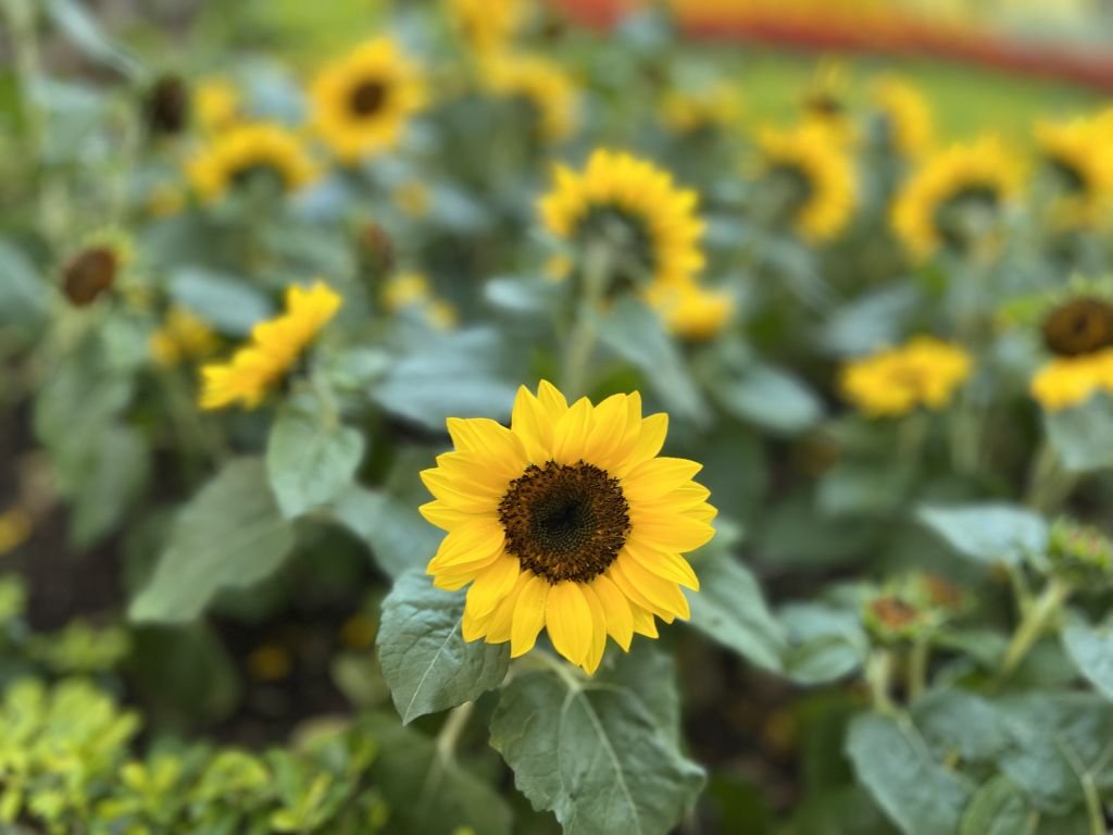 Are there any shortcuts or concepts that can help us address leg pain during meditation?