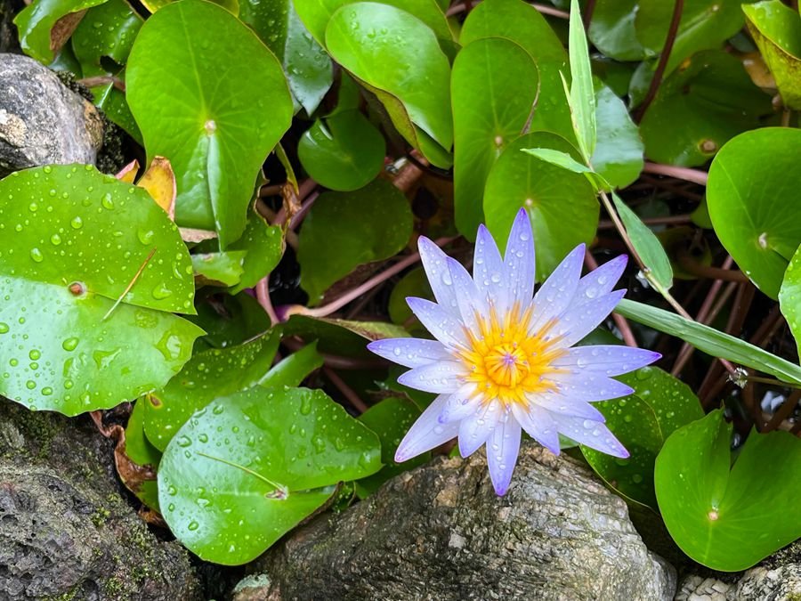 學習不二法門的圓融無礙